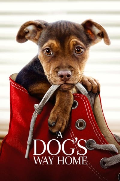 A Dog’s Way Home (2019) เพื่อนรักผจญภัยสี่ร้อยไมล์